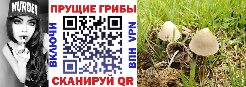 закладка Уссурийск Галлюциногенные грибы ЛСД